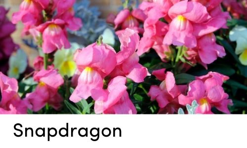 snapdragon