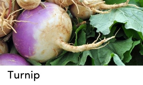 turnip