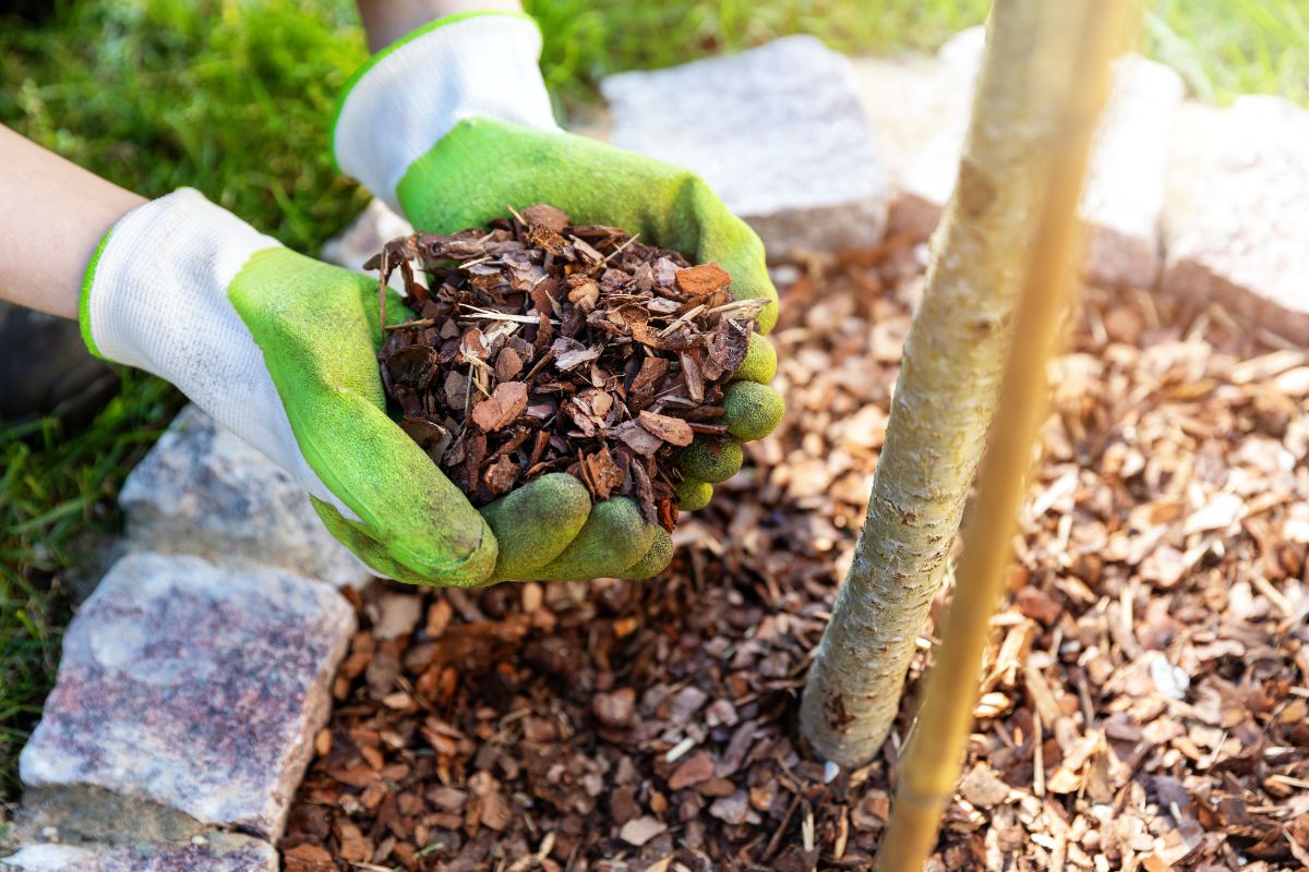 applying wood chip mulch around a tree