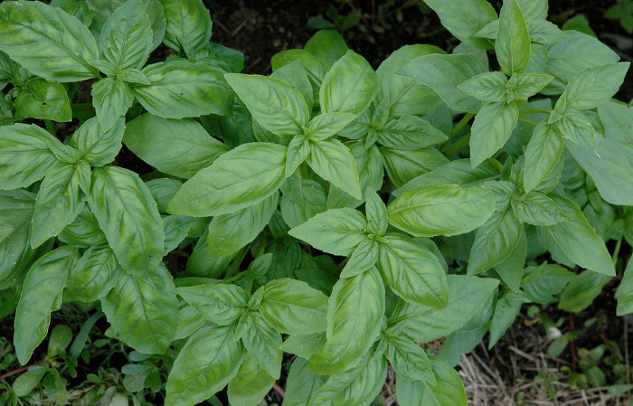 Basil Leave