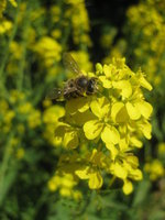 Bee on Mustard Flower