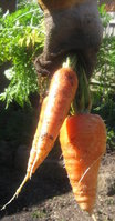 Carrots