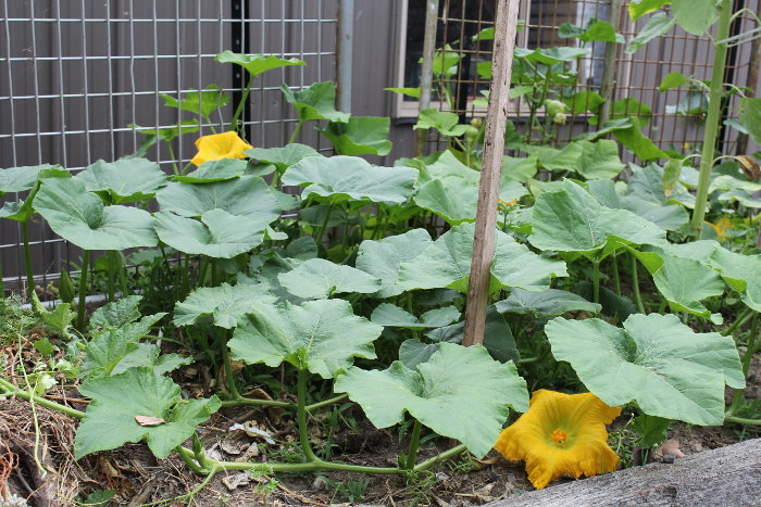 Pumpkin Plant