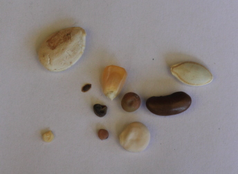 Radicle and Seed Orientation
