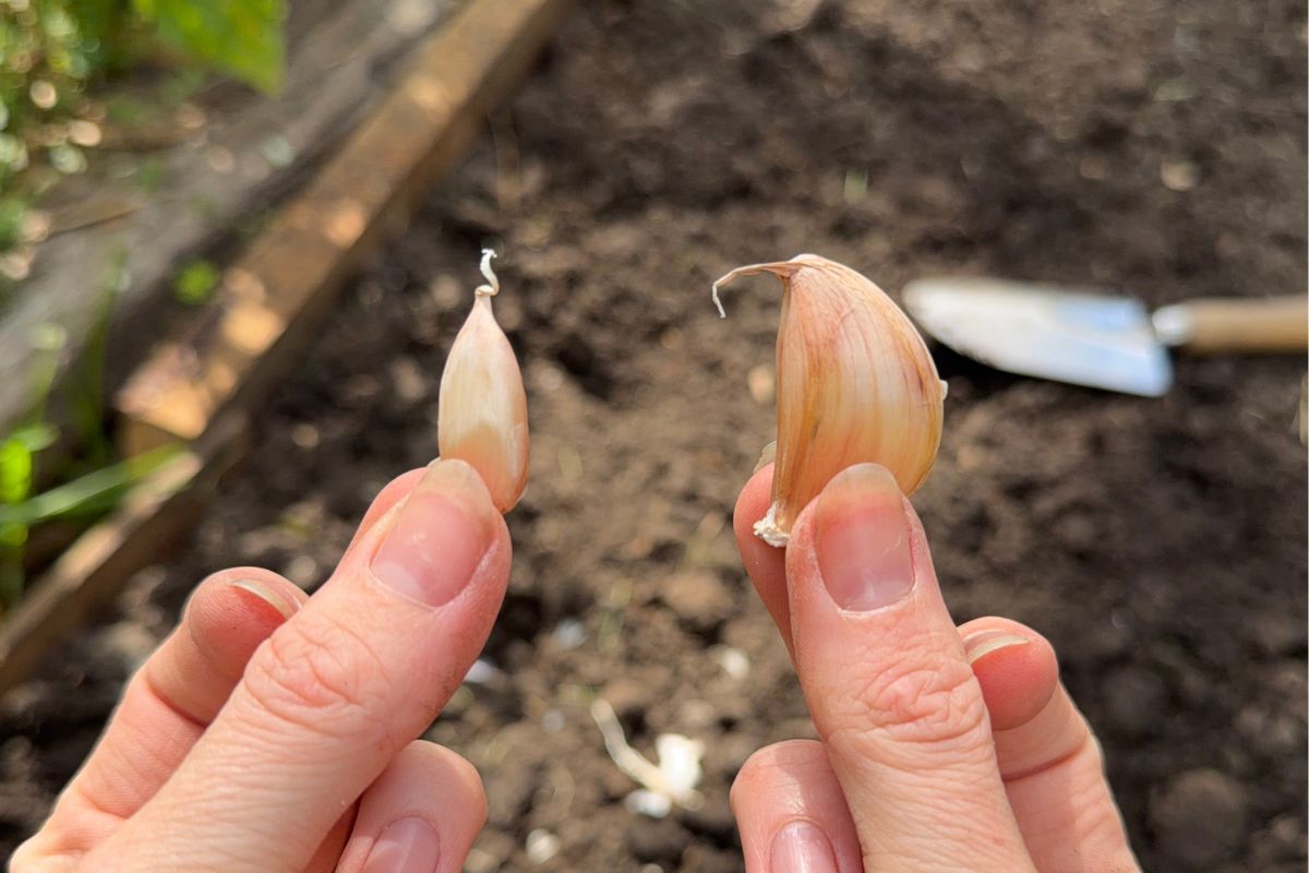 Variation of clove size