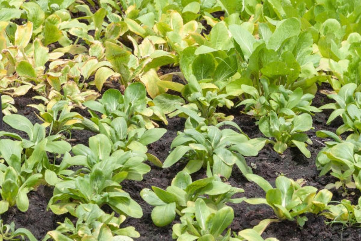 brassica plants showing signs of nitrogen deficiency