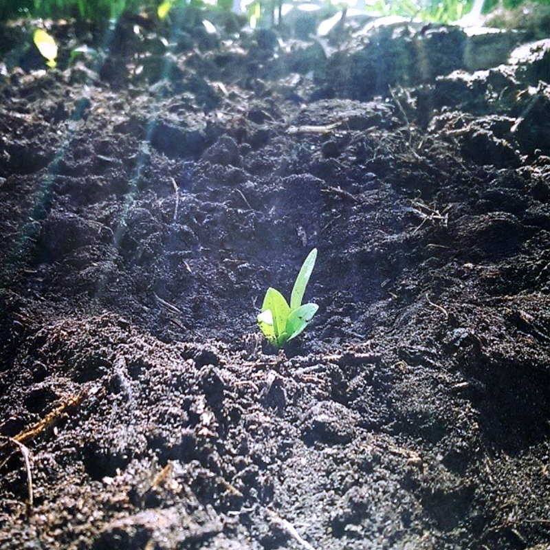 Direct sown seeding emerging