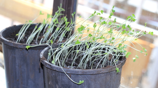 Seeding Straining for Light