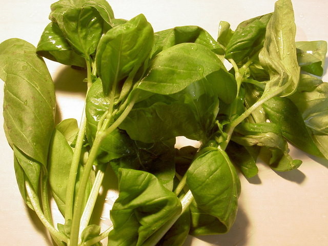 Basil Harvest