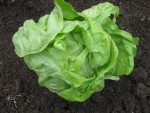 Lettuce Butterhead