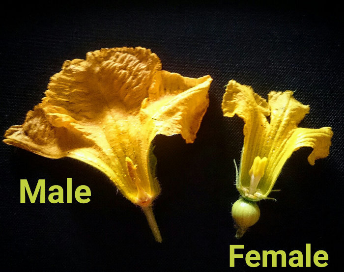 Male and Female Flowers