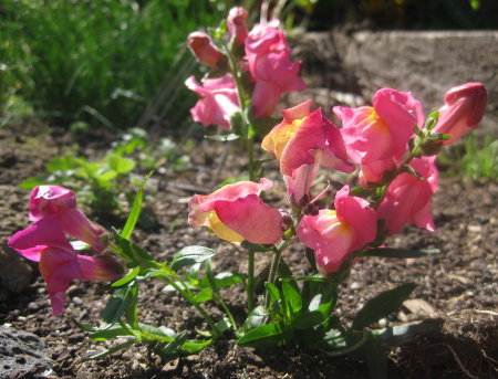 Snapdragon