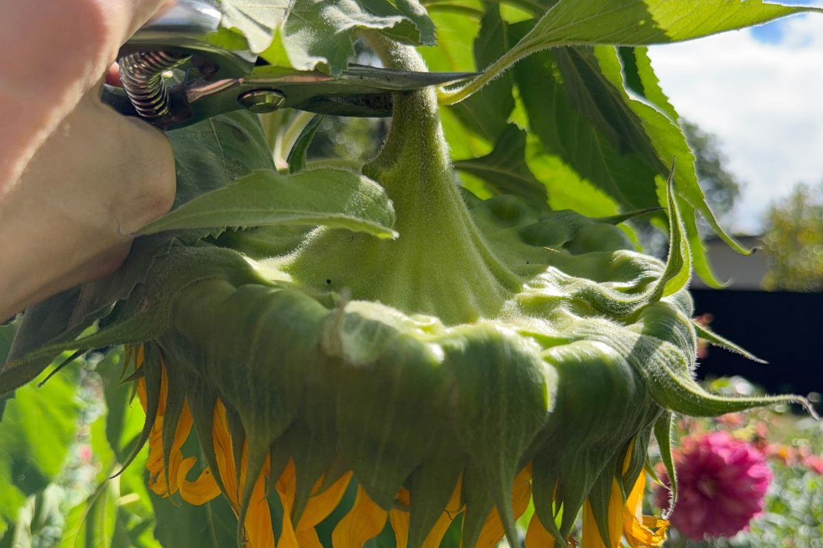 Snipping the sunflower head