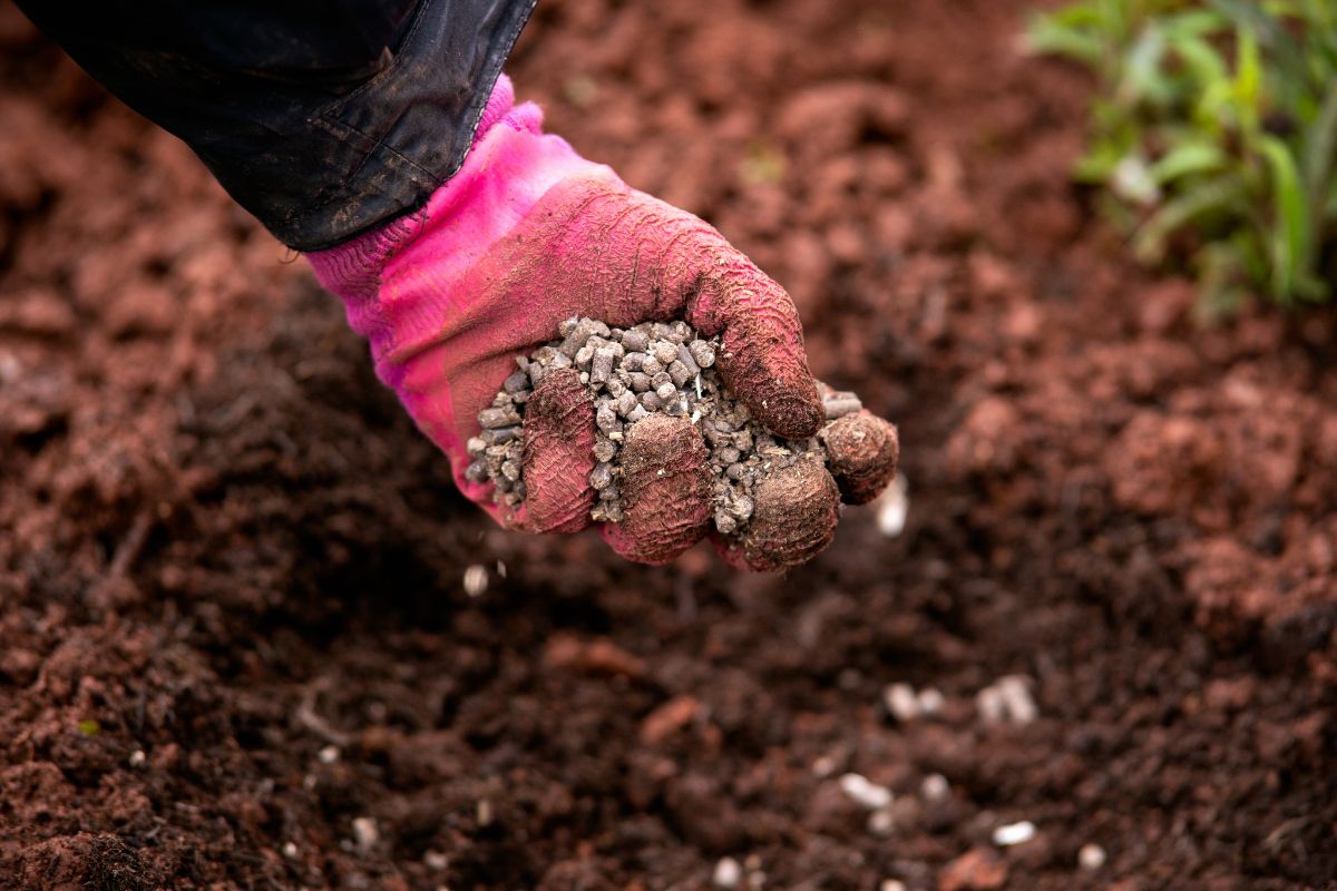 applying pelletised chicken manure before mulching