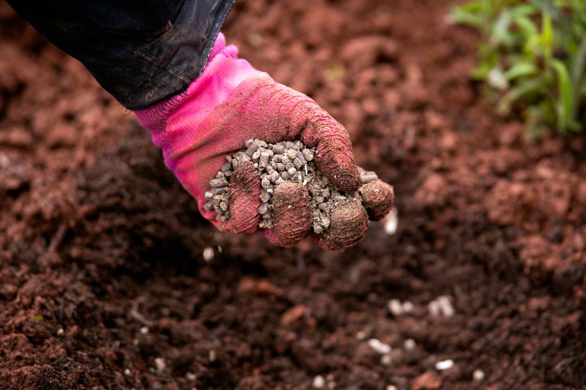 applying pelletised chicken manure before mulching