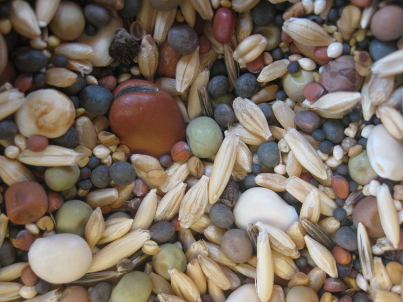 Green manure mixed