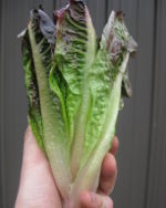 Lettuce Cos