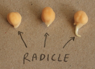 Seed Radicles 3