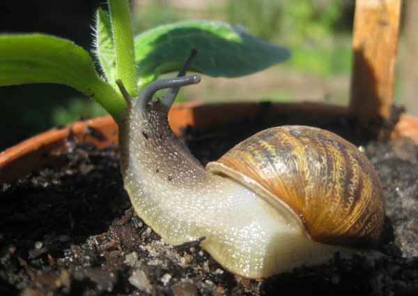 Snail