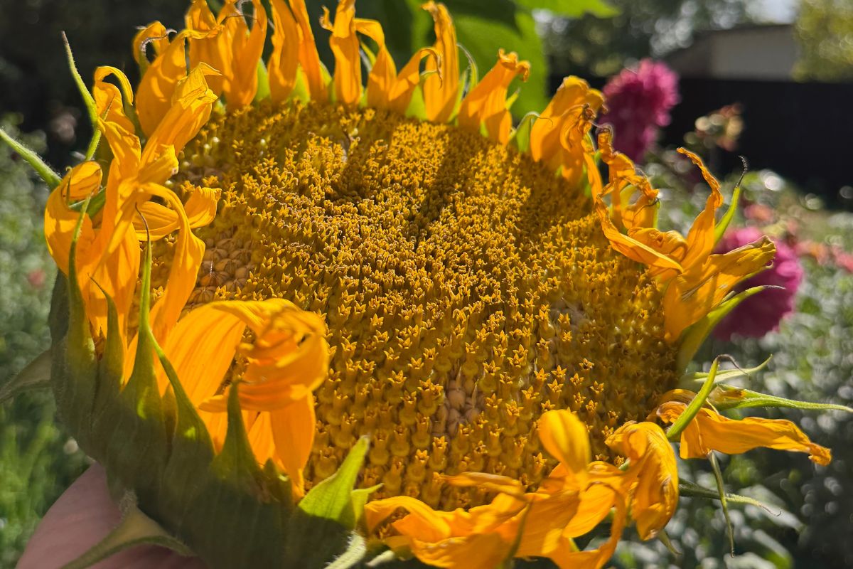 Sunflower pollen/florets