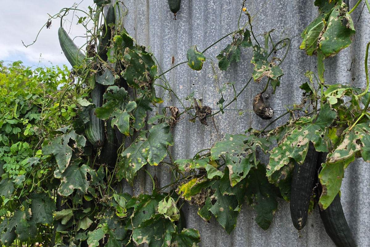 Luffa Plant Vine Growing