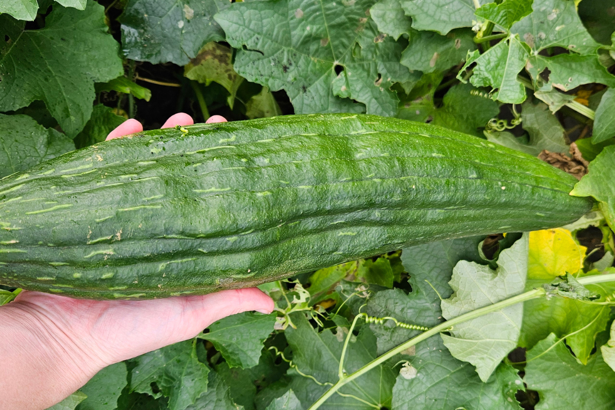The Luffa (Gourd) before it's ready to pick
