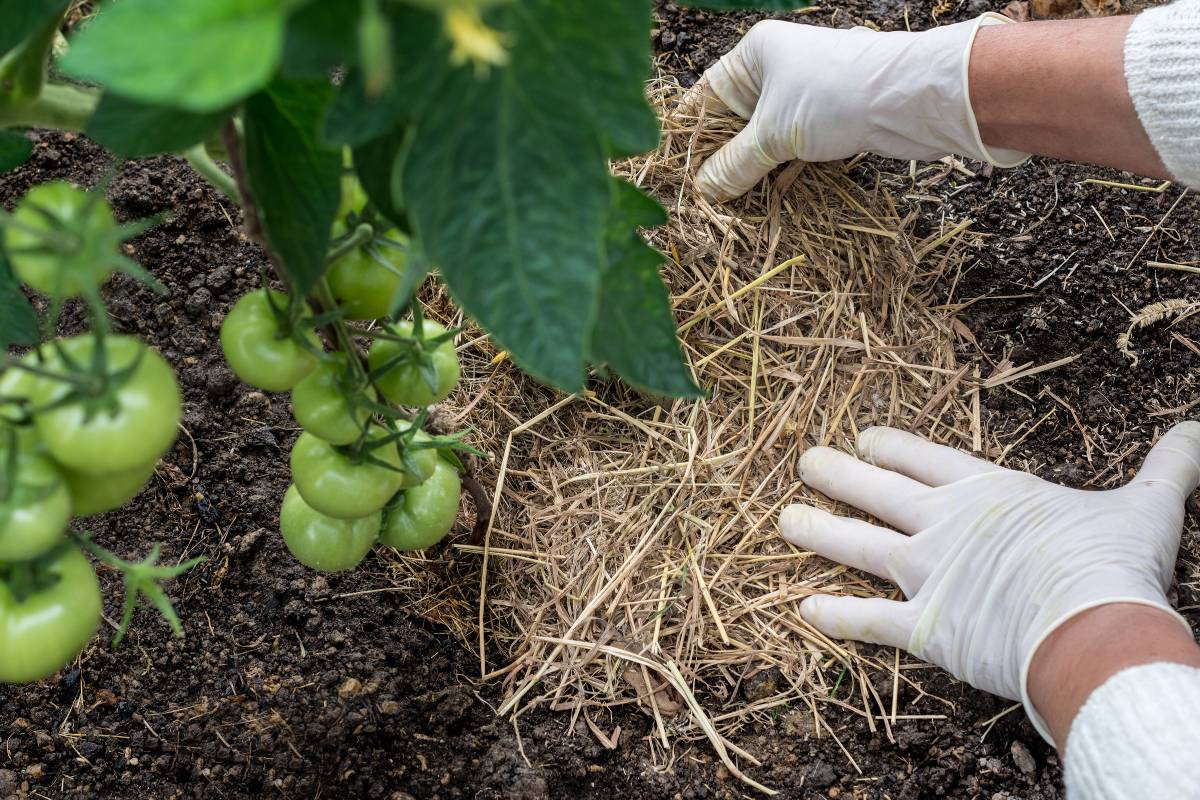 using a straw mulch around tomato plants