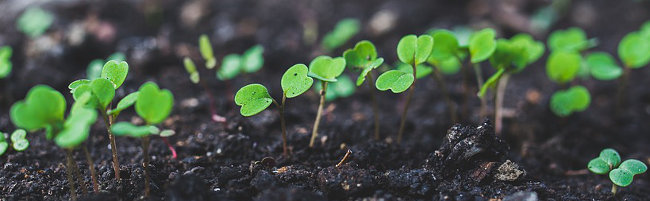 Healthy Brassica Seeding