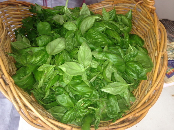 Sweet Basil