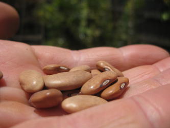 Bean Seeds