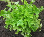 Lettuce Looseleaf