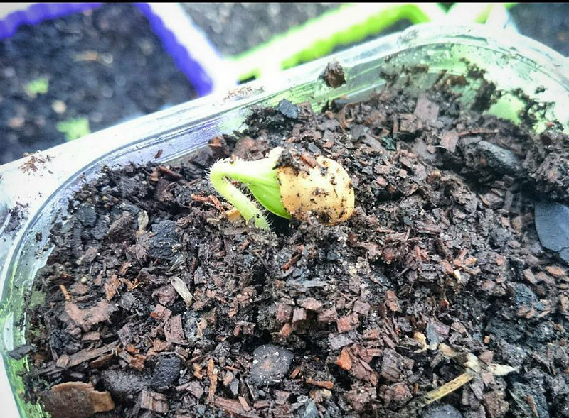 Seedling Emerging a