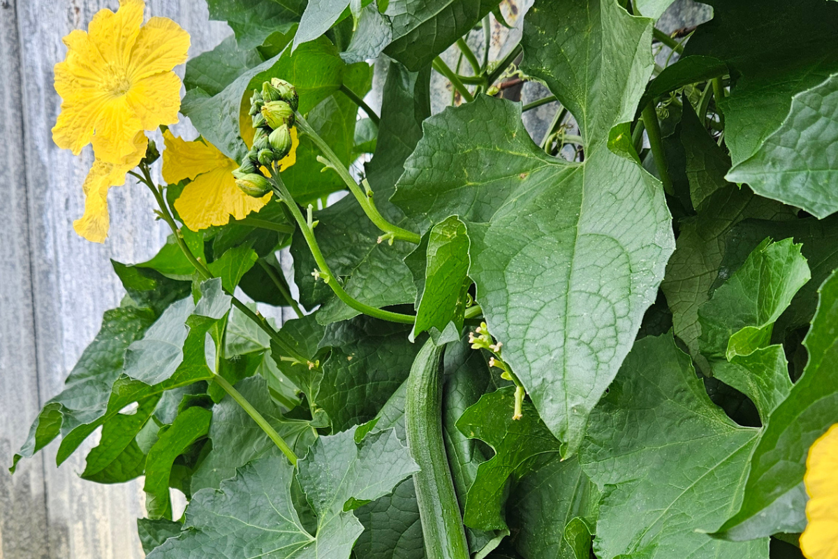 Luffa Plant Vine Flowering