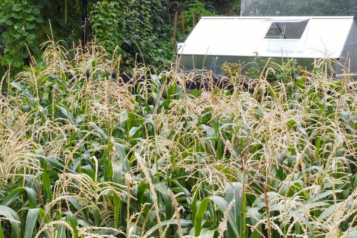 50 plus corn plants corn farm