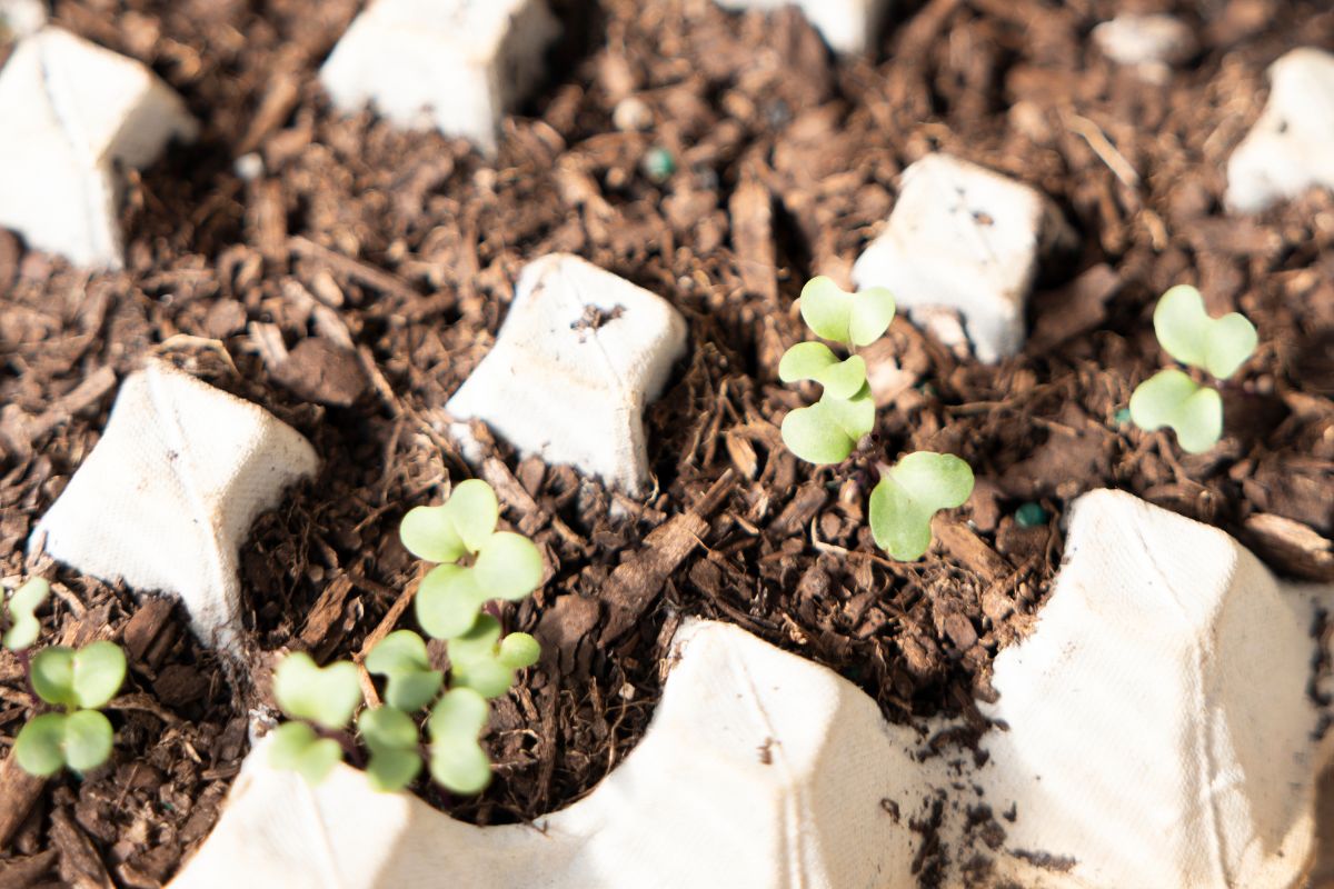Seedlings in tray