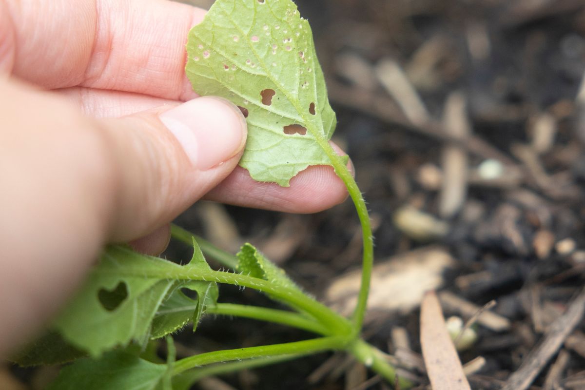 Seedling with pest damage