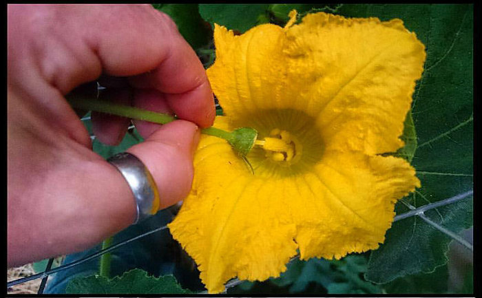 Hand Pollination