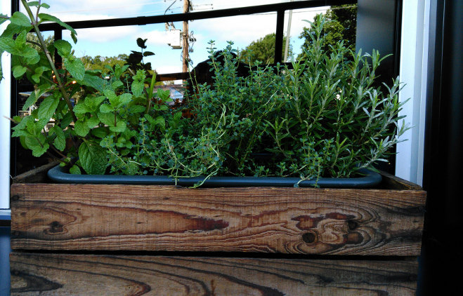 Herbs in Window