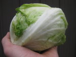 Lettuce Iceberg