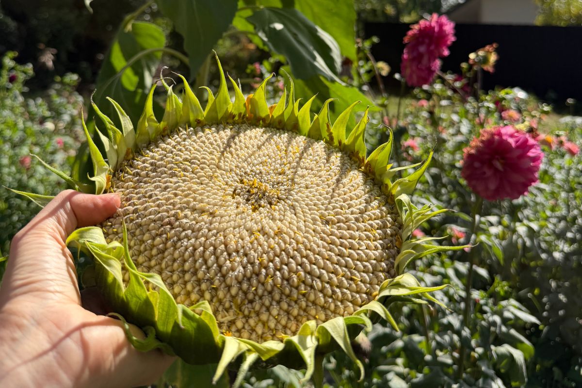 sunflower head