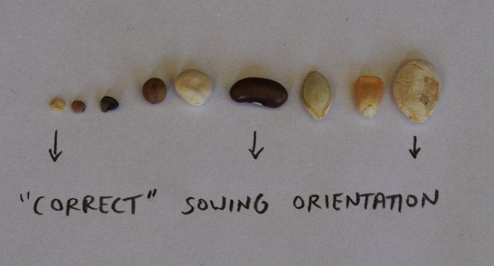 Radicle and seed Oriendtation