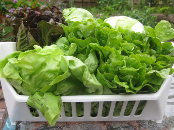 Lettuce Harvest