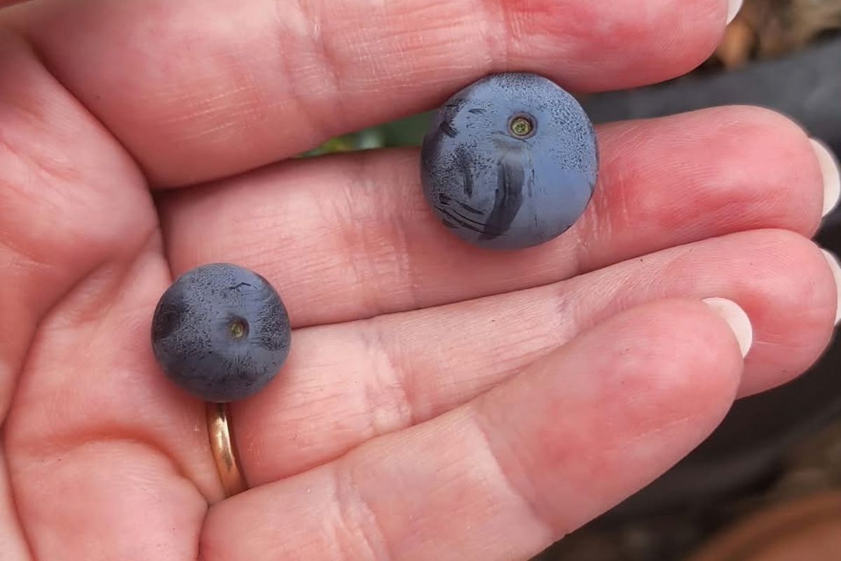 Blueberrie bloom