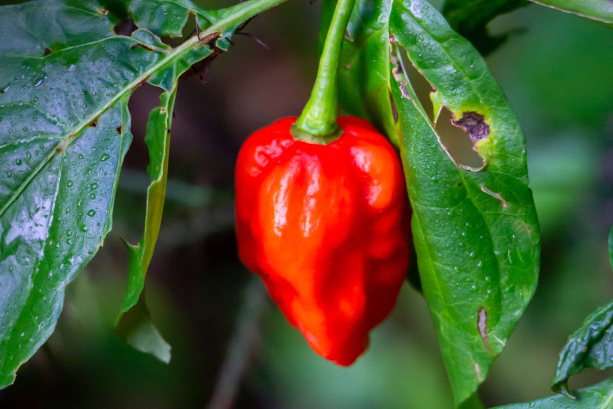 A Carolina Reaper chilli