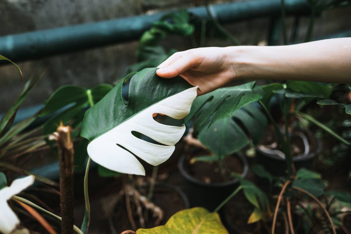 A Monstera leaf with unusual variegation