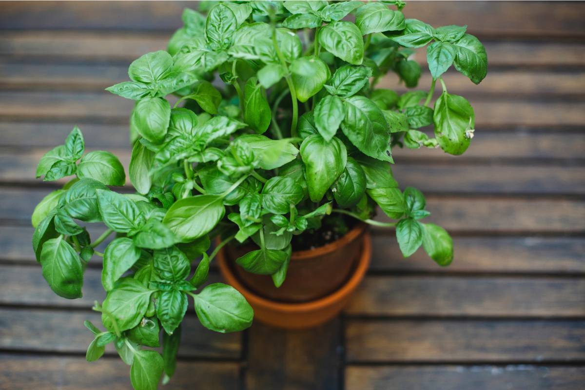 A basil plant growing in a pot on a deck