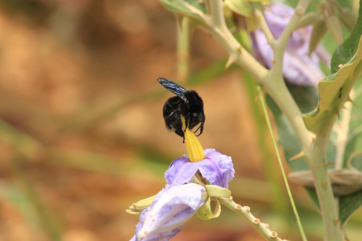 A native bee buzz pollinating a solanum flower