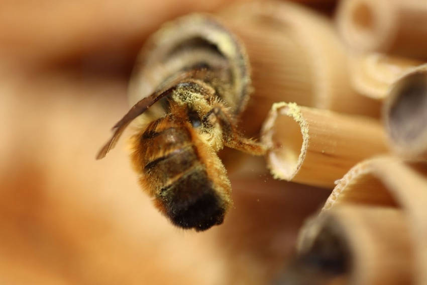 A bee entering in a tunnel of bamboo cane