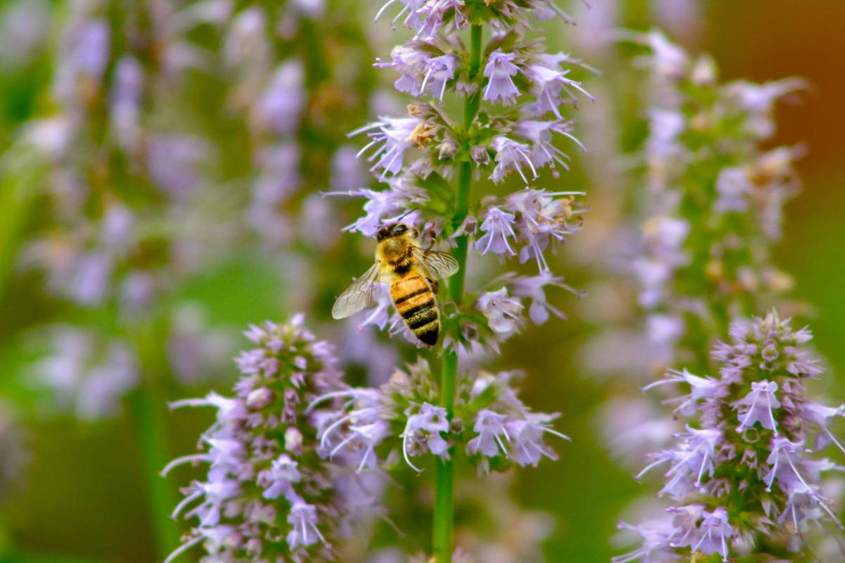 A bee visits an agastache flower