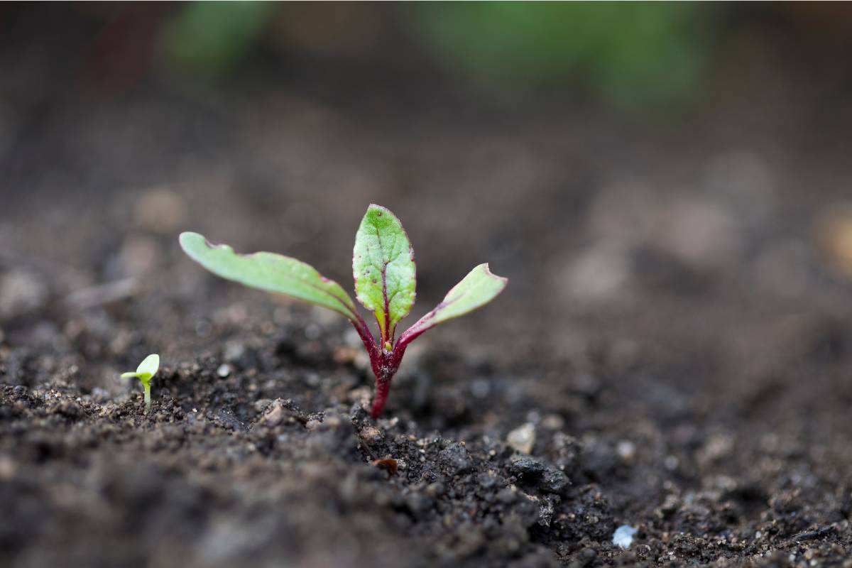 A small beetroot seedling with three leaves